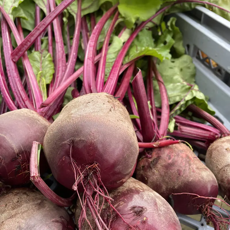 Frische rote Rüben in einer Kiste