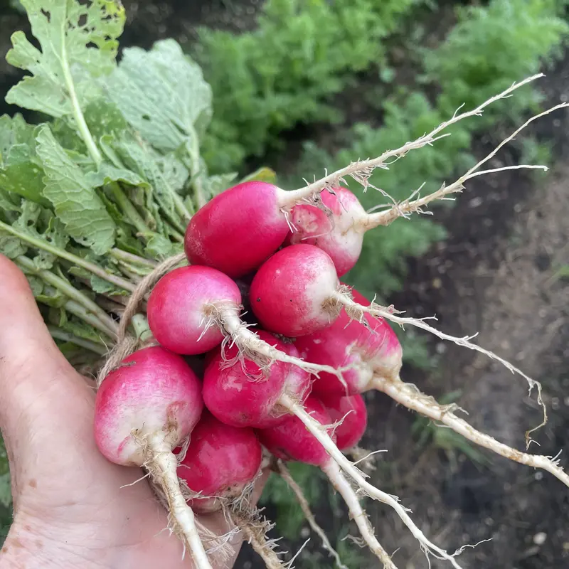 knackig frische Radieschen in der Hand